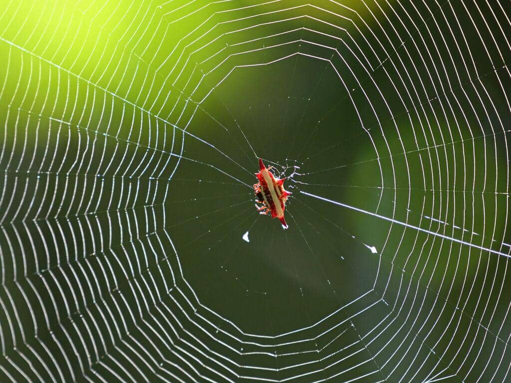 Laba-Laba Gasteracantha fornicata