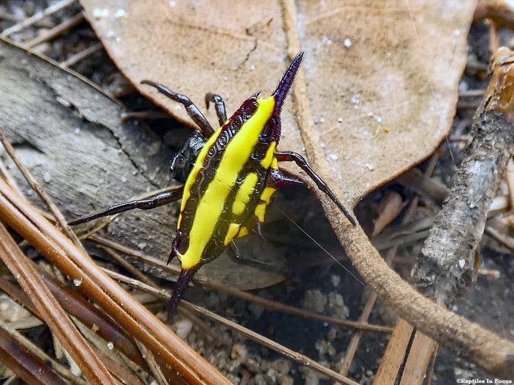 Laba-Laba Gasteracantha fornicata