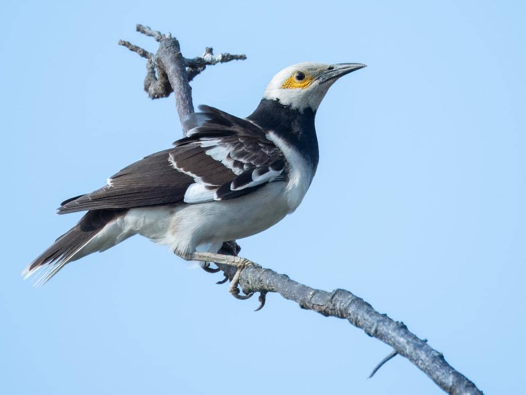 Burung Gracupica nigricollis