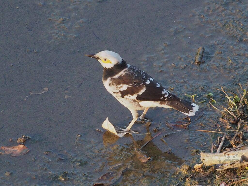 Burung Gracupica nigricollis