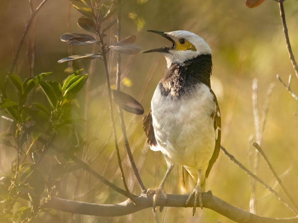 Burung Gracupica nigricollis