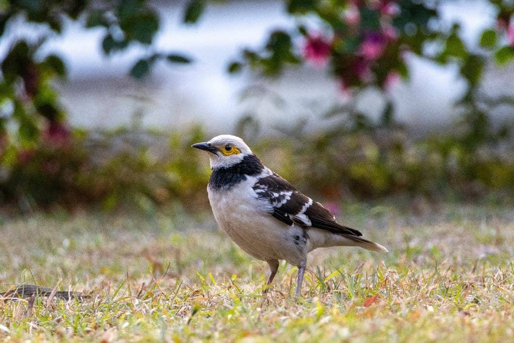 Burung Gracupica nigricollis