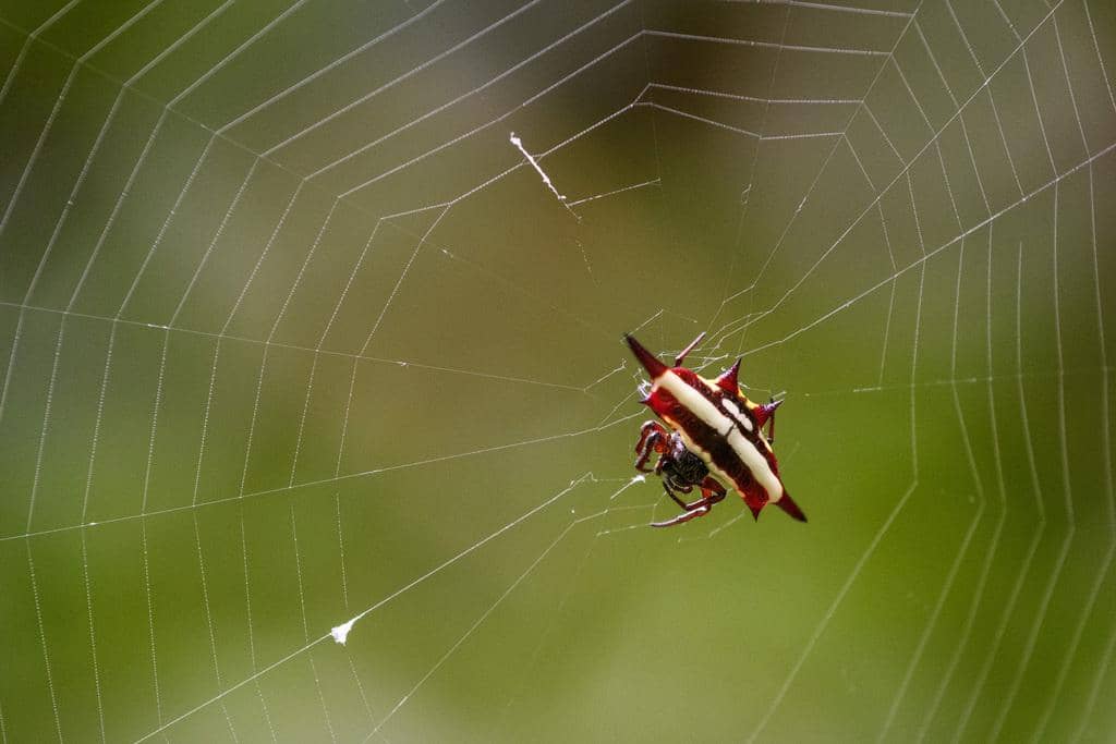 Laba-Laba Gasteracantha fornicata