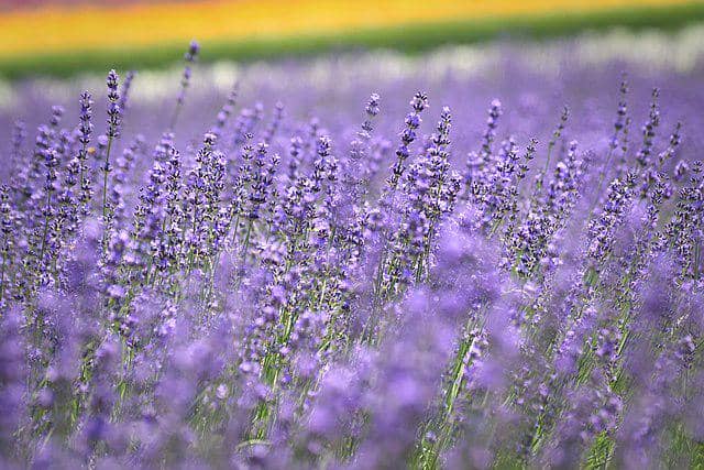 Ladang bunga Furano, Hokkaido, Jepang