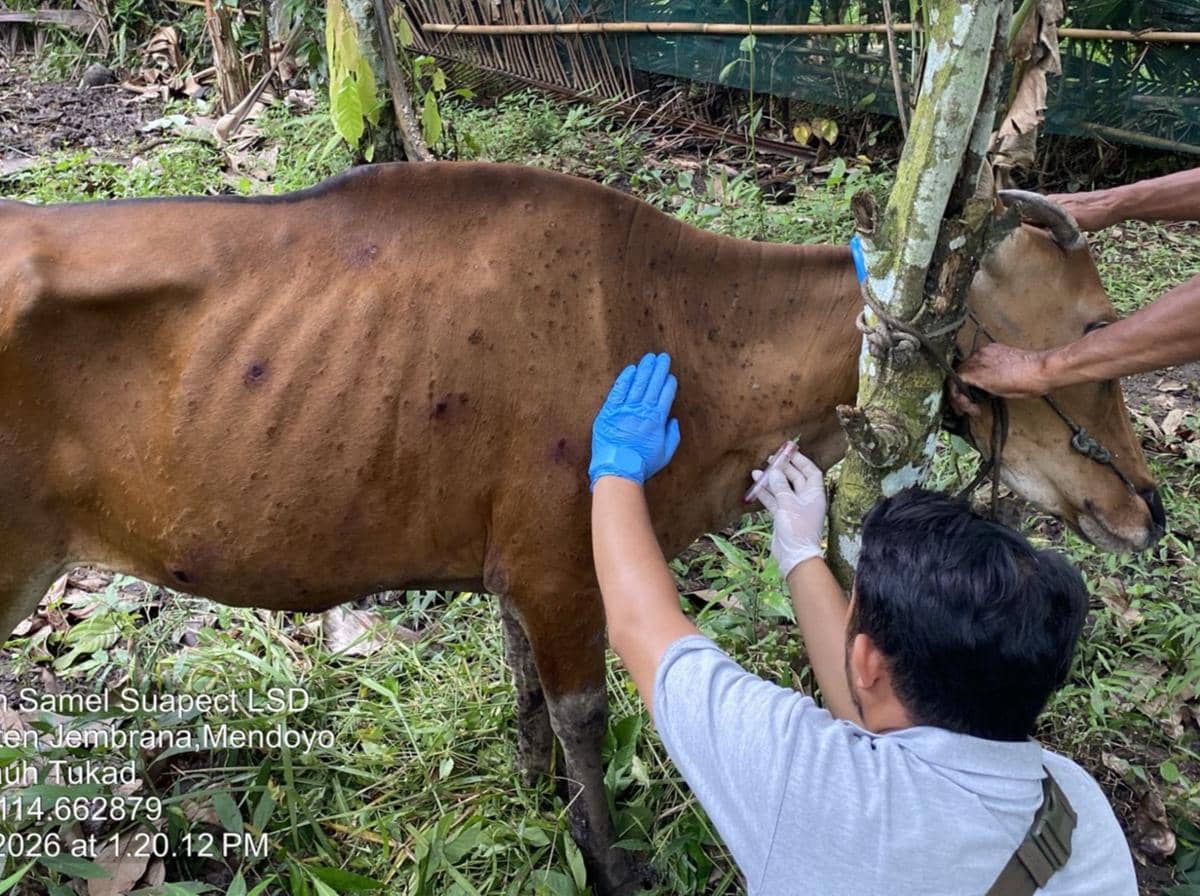 Suspek LSD Bertambah, Petugas Ambil Sampel Darah Sapi di Jembrana