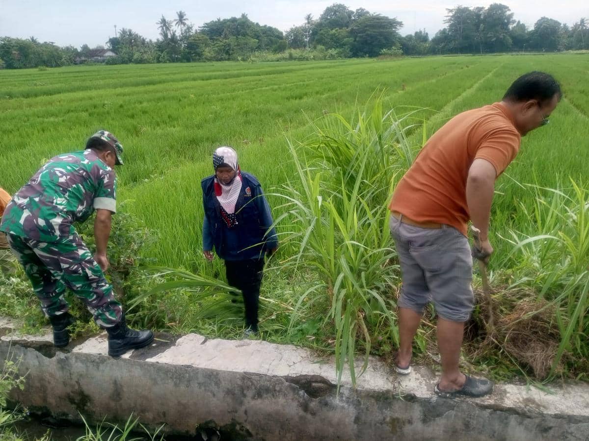 Petani gelar gropyokan hama tikus dengan obat omposan di areal persawahan Padukuhan Kedon Kalurahan Sumbermulyo Kapanewon Bambanglipuro Kabupaten Bantul