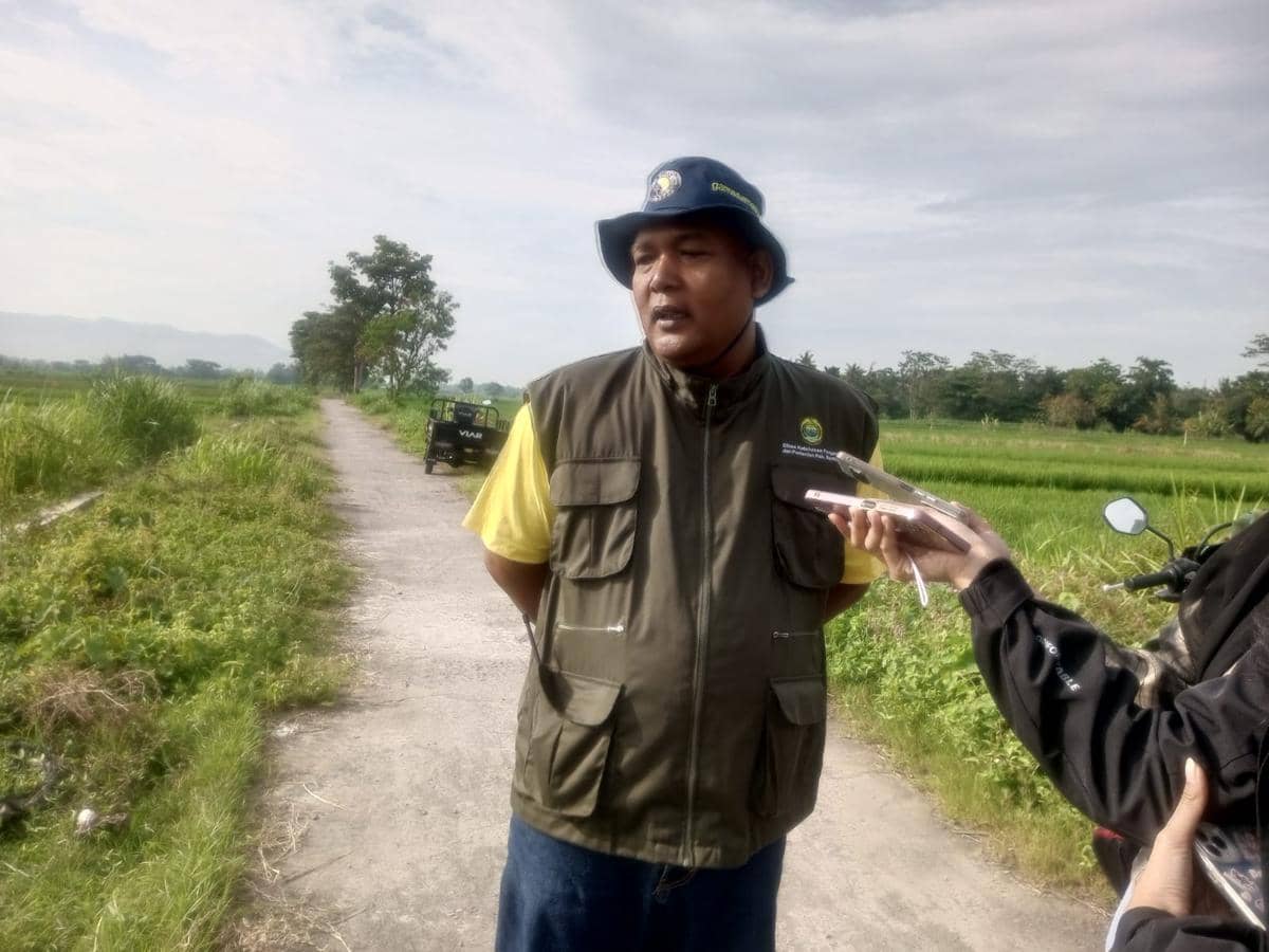 Petugas Regu Perlindungan Tanaman (RPT) Kapanewon Bambanglipuro  Kabupaten Bantul, Suwanto .
