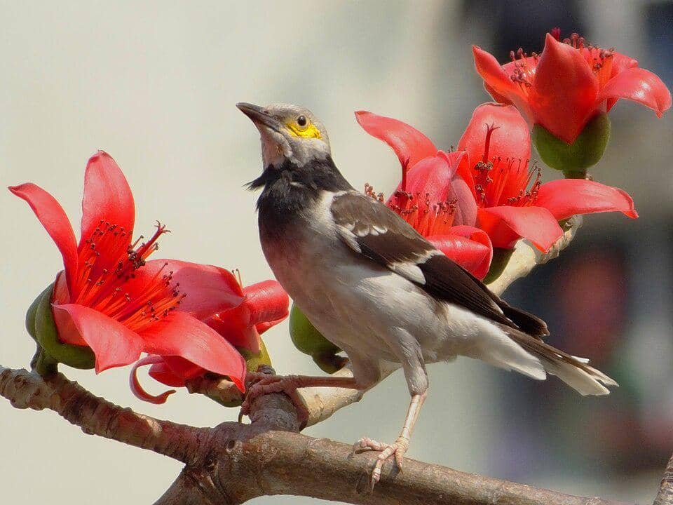 Burung Gracupica nigricollis