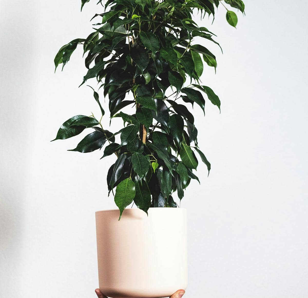 Ficus benjamina