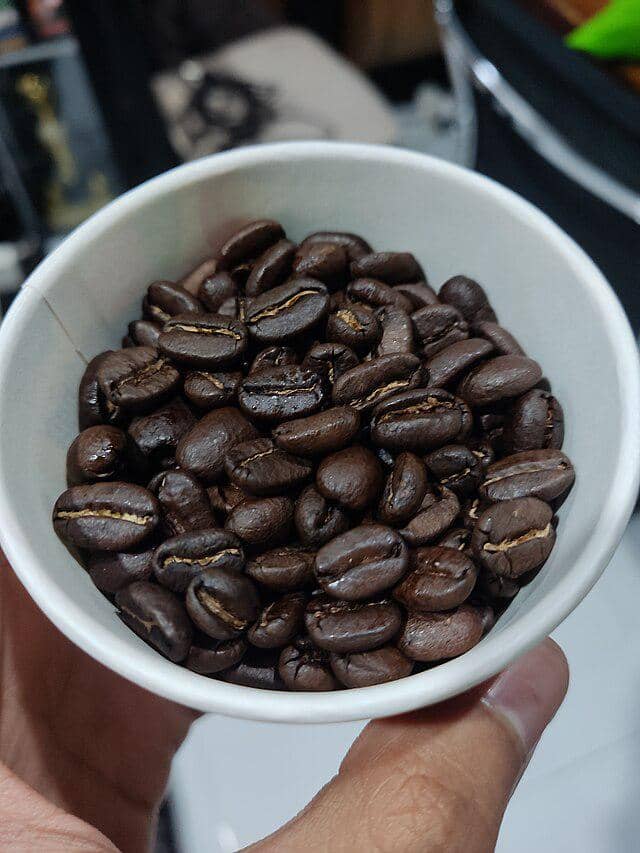ilustrasi biji kopi Gayo