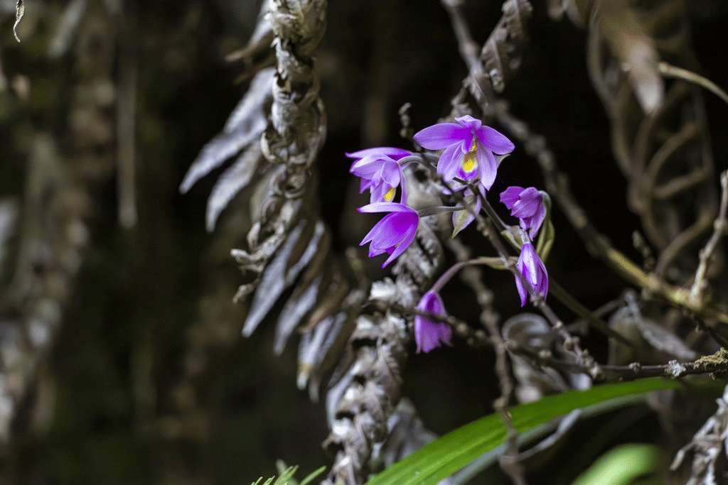 Spathoglottis parviflora