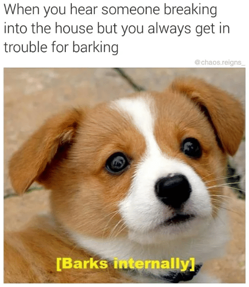 meme anjing menggonggong