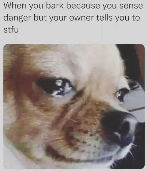 meme anjing menggonggong