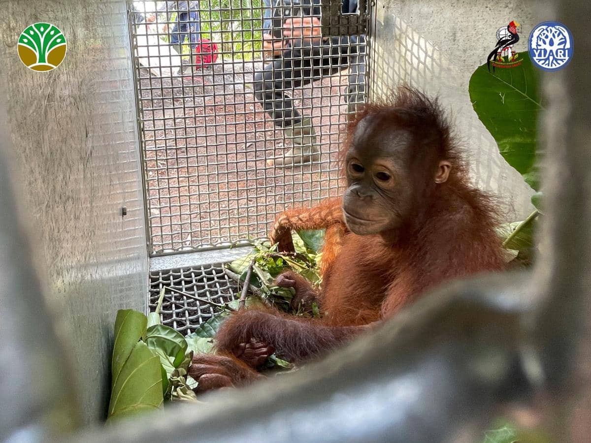 Orangutan di Ketapang tersesat di kebun sawit warga.