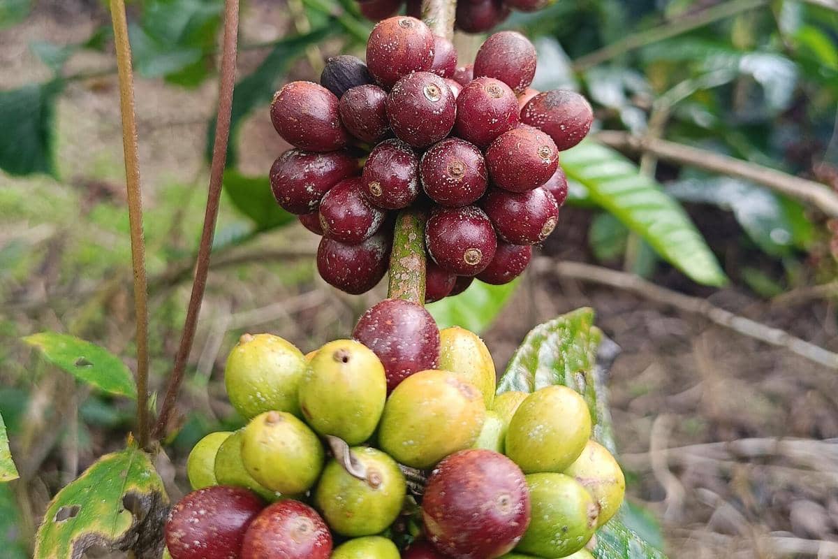 Biji kopi robusta Sidikalang