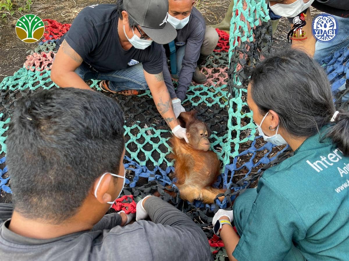 Warga melakukan evakuasi terhadap bayi orangutan yang tersesat.
