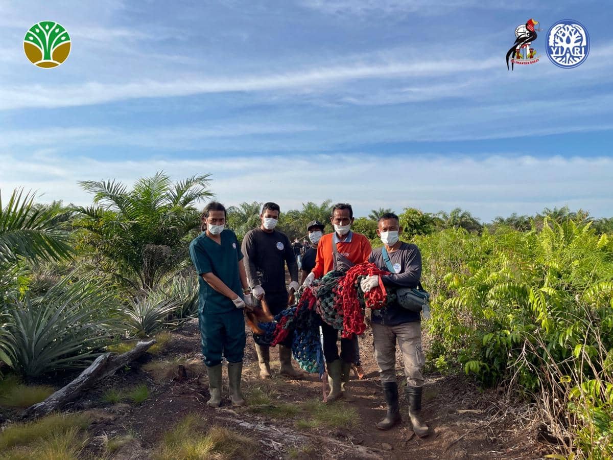 BKSDA Kalbar dan YIARI evakuasi bayi orangutan.