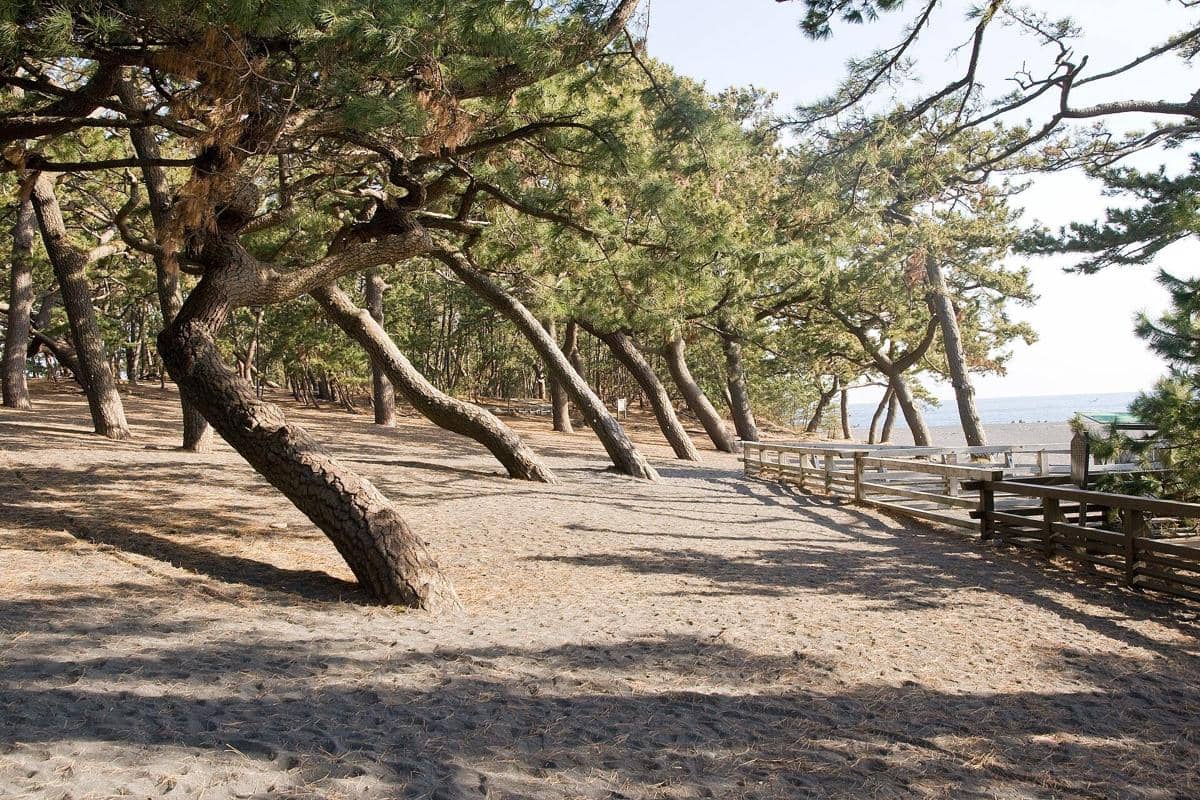 potret Miho no Matsubara