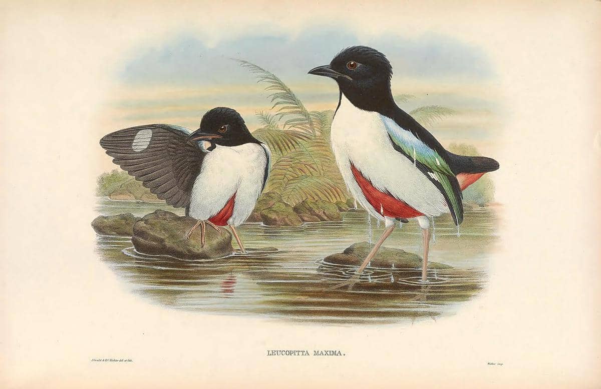 potret monograf burung paok halmahera (pitta maxima) dari abad ke-19 oleh John Gould, seorang ahli ornithology berkebangsaan Inggris
