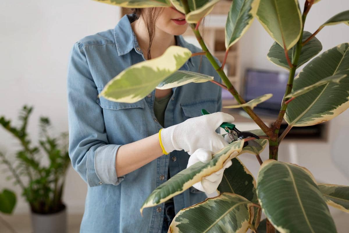 ilustrasi memangkas tanaman hias 