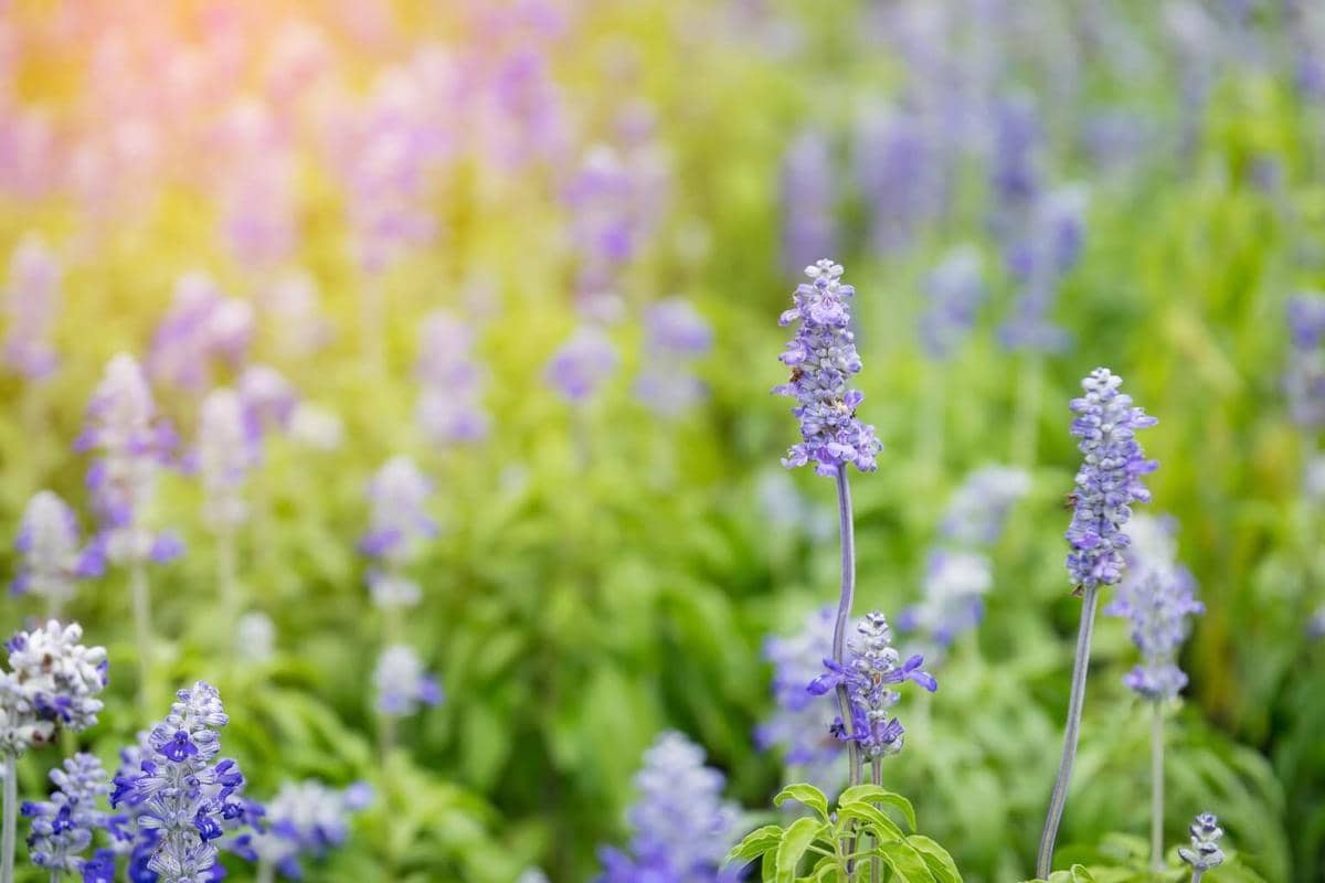 ilustrasi bunga lavender