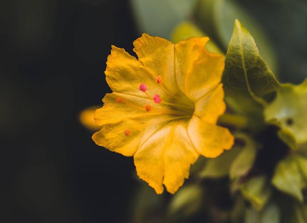 ilustrasi bunga four o'clocks