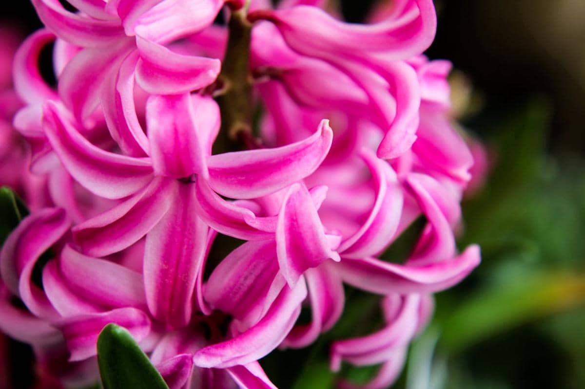 ilustrasi bunga hyacinth