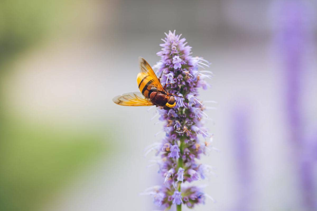 ilustrasi bunga Anise hyssop