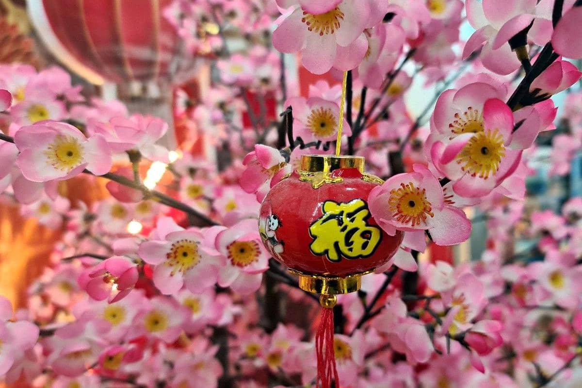 ilustrasi bunga Mei Hwa 