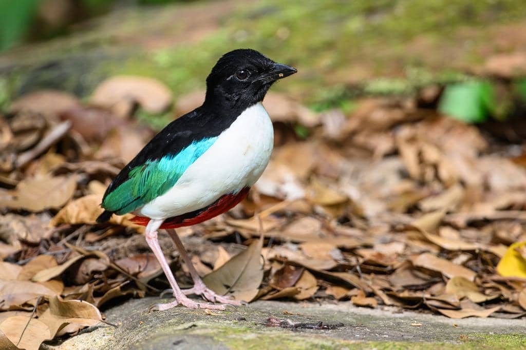potret burung paok halmahera di lantai hutan