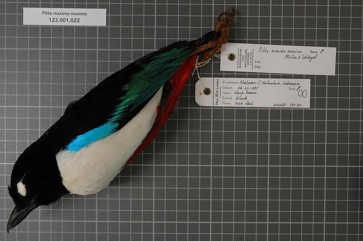 potret spesimen burung paok halmahera yang diawetkan