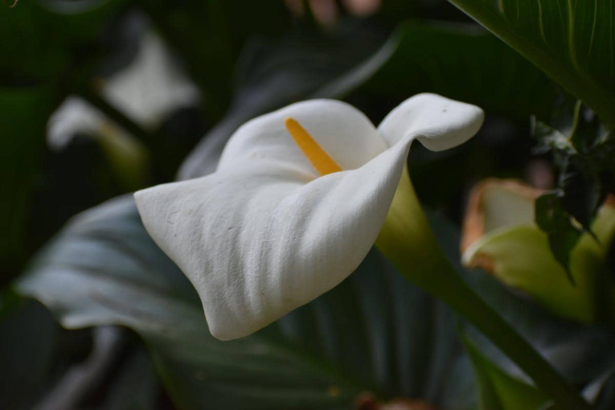 ilustrasi peace lily