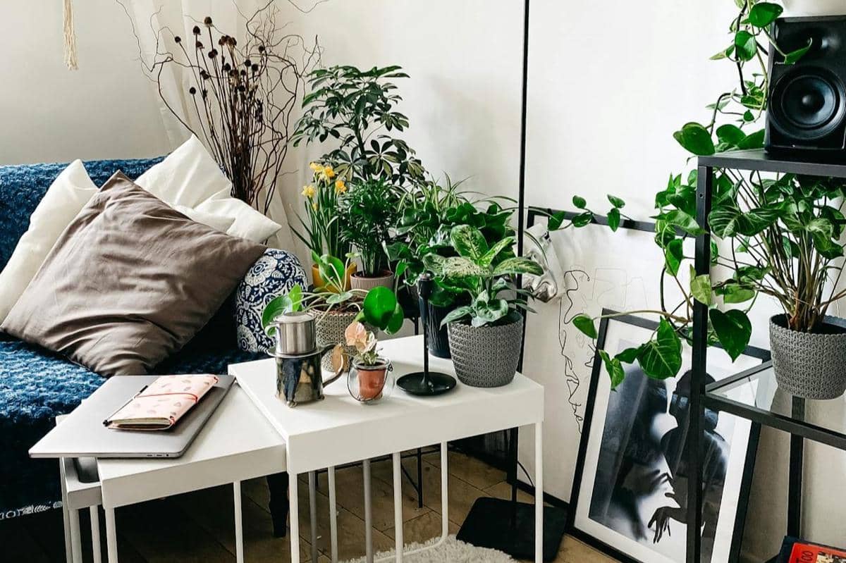 ilustrasi penempatan tanaman