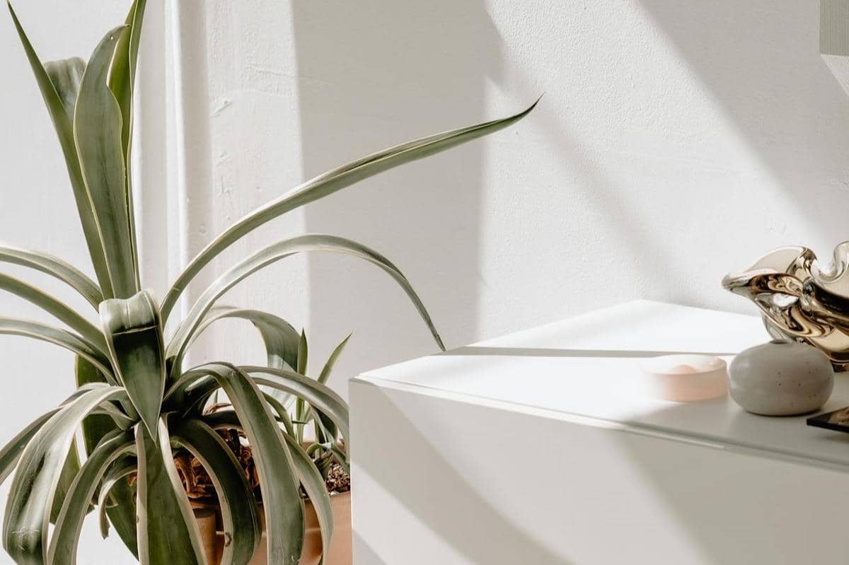 ilustrasi snake plant di ruang tamu