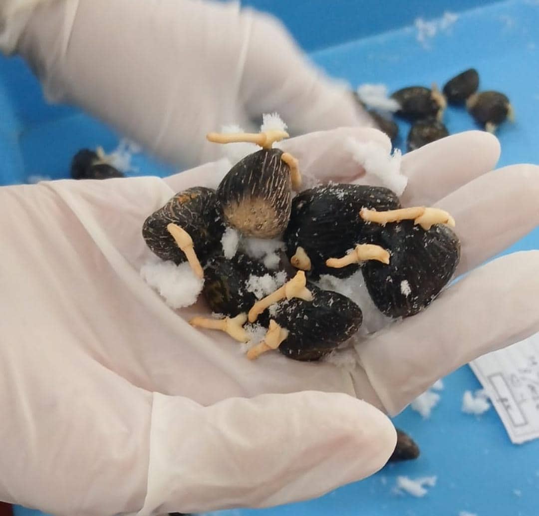 Ekspor benih kelapa sawit ke Peru