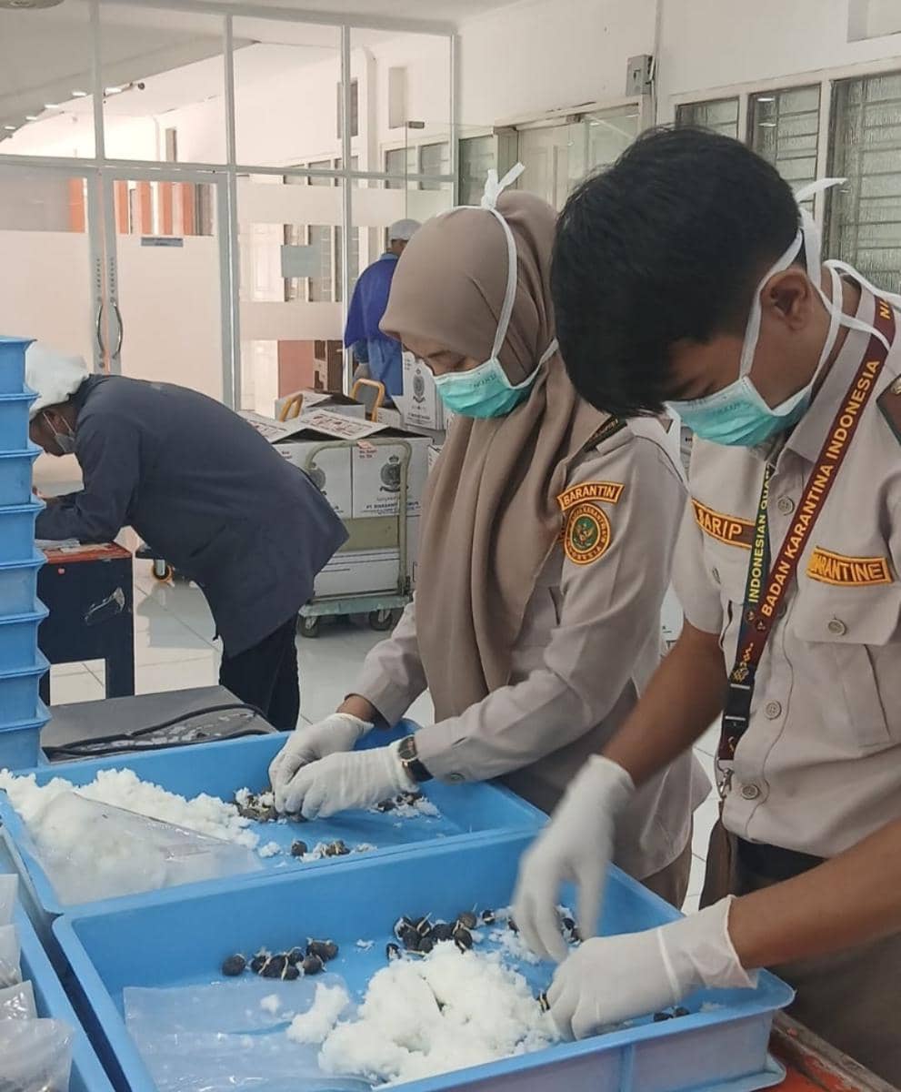 Ekspor benih kelapa sawit ke Peru