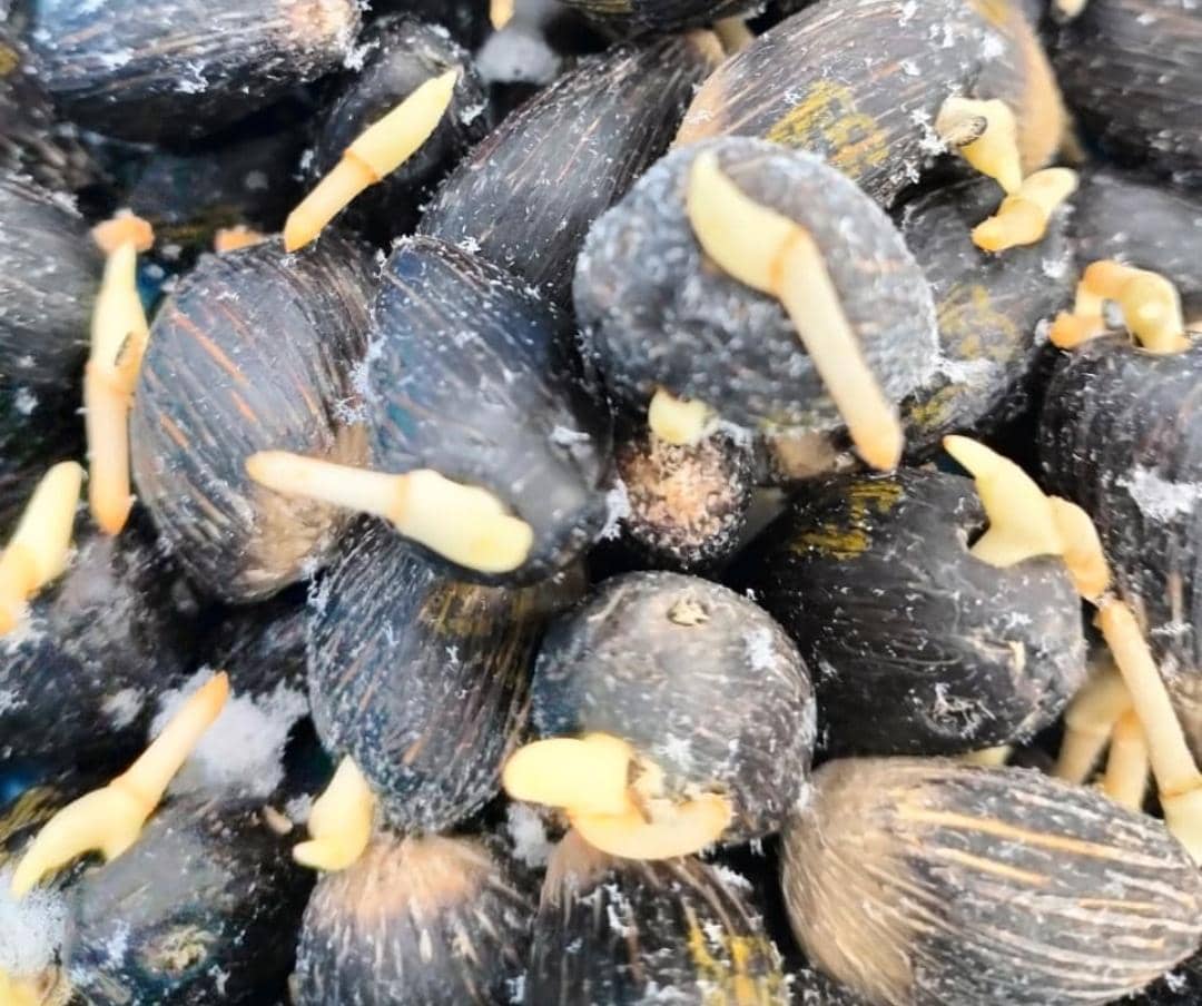 Ekspor benih kelapa sawit ke Peru