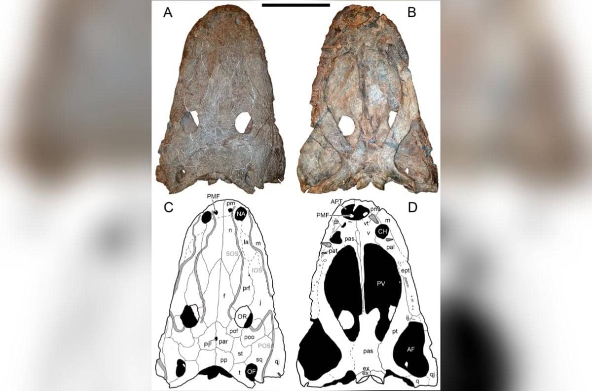 fosil Cyclotosaurus naraserluki