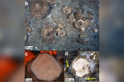 spons laut tertua di Greenland