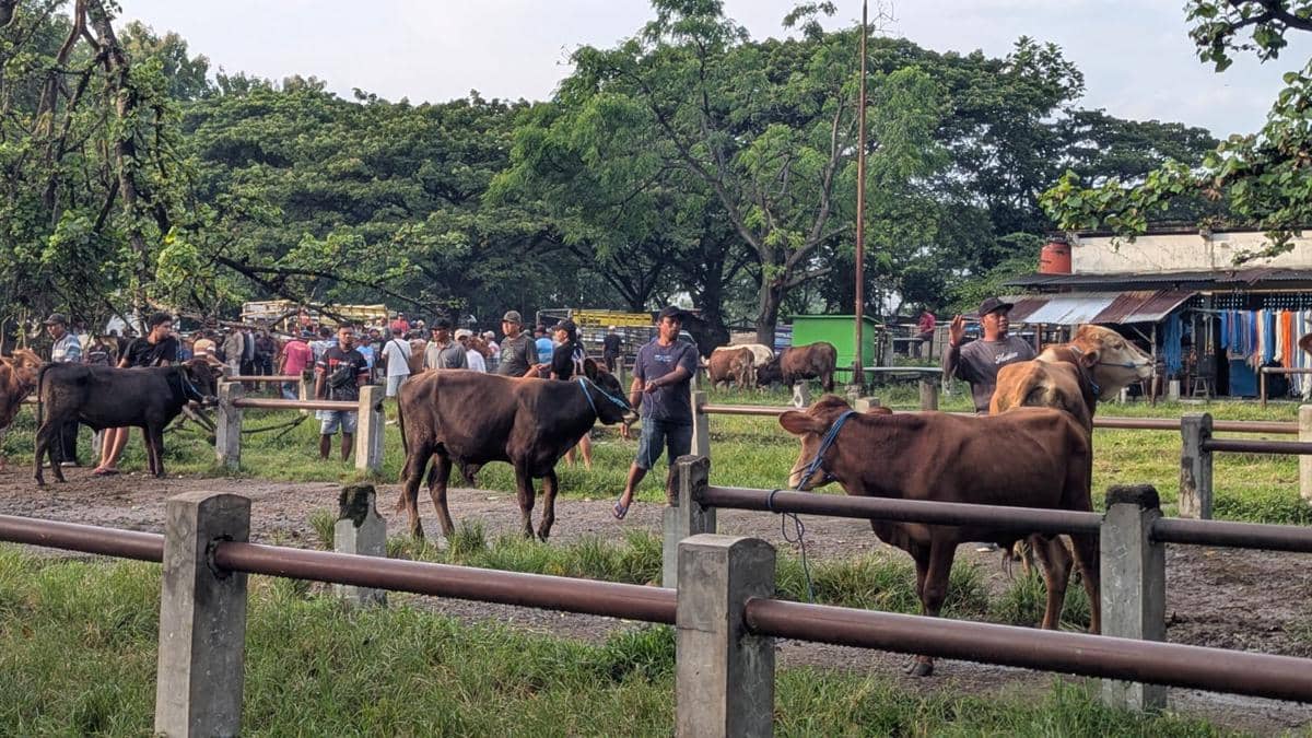 Altivitas jual beli ternak di pasar hewan Ngawi. IDN Times/Riyanto.