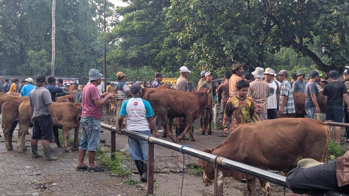 Altivitas jual beli ternak di pasar hewan Ngawi. IDN Times/Riyanto.
