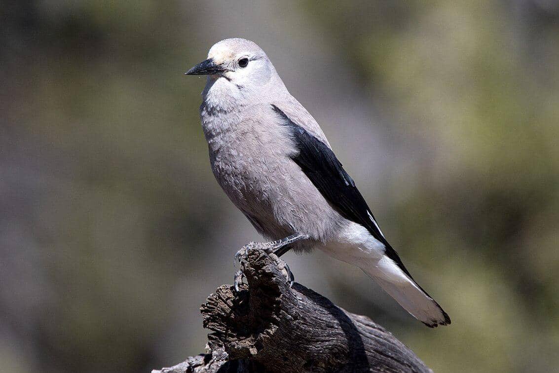 tutuk geluk clark bertengger