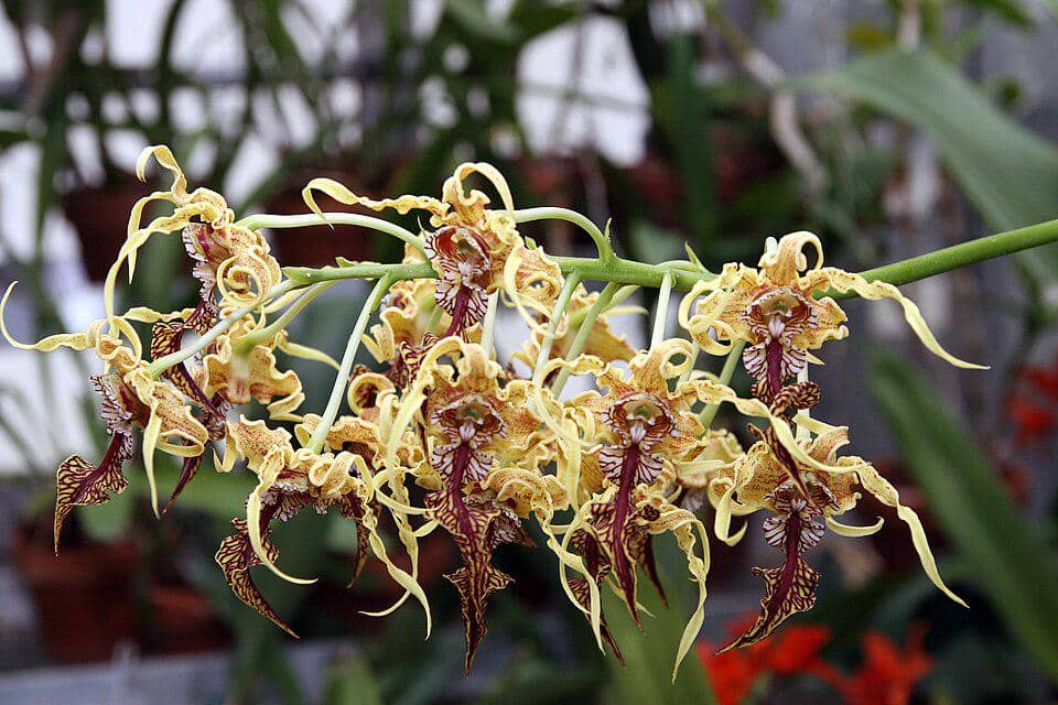 Bunga Dendrobium spectabile