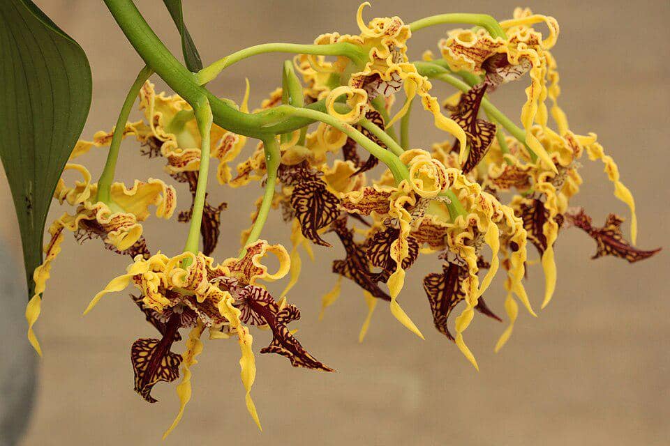 Bunga Dendrobium spectabile