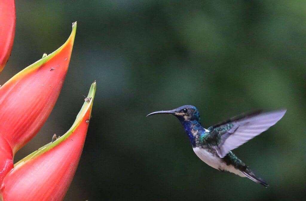 Burung White-necked jacobin