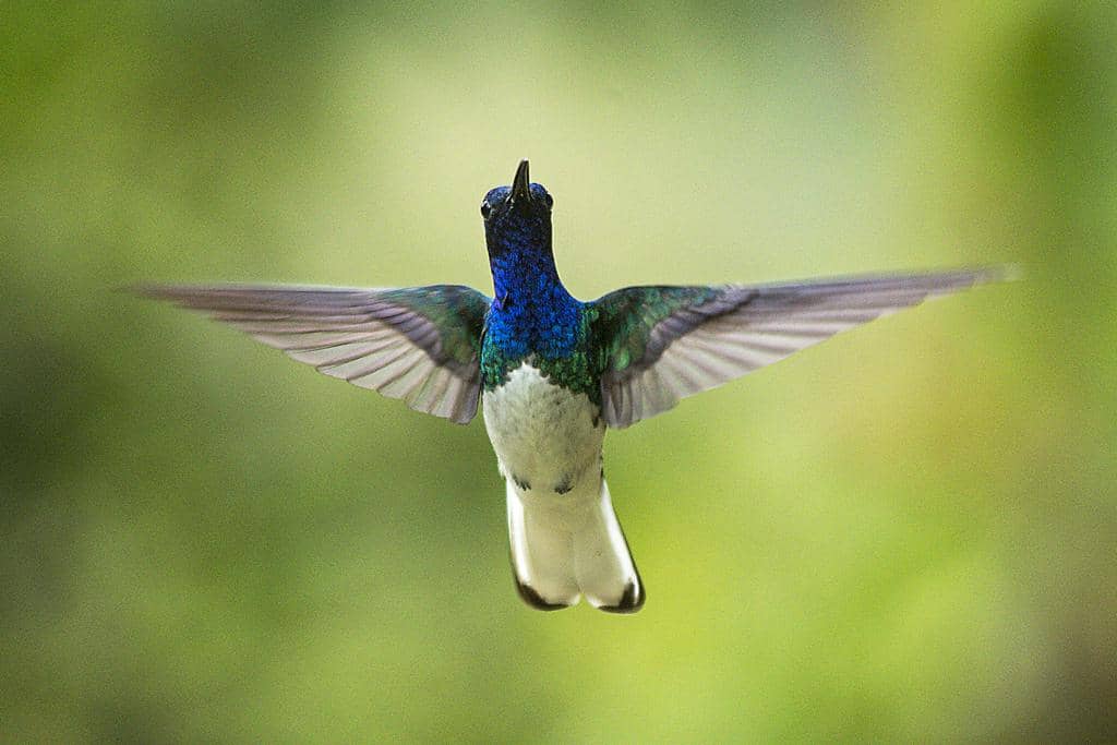 Burung White-necked jacobin