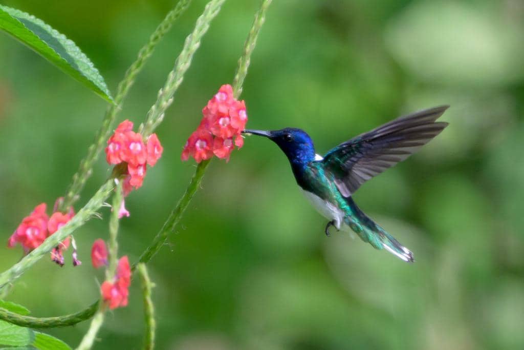 Burung White-necked jacobin