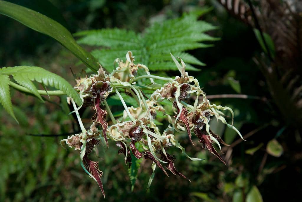 Bunga Dendrobium spectabile