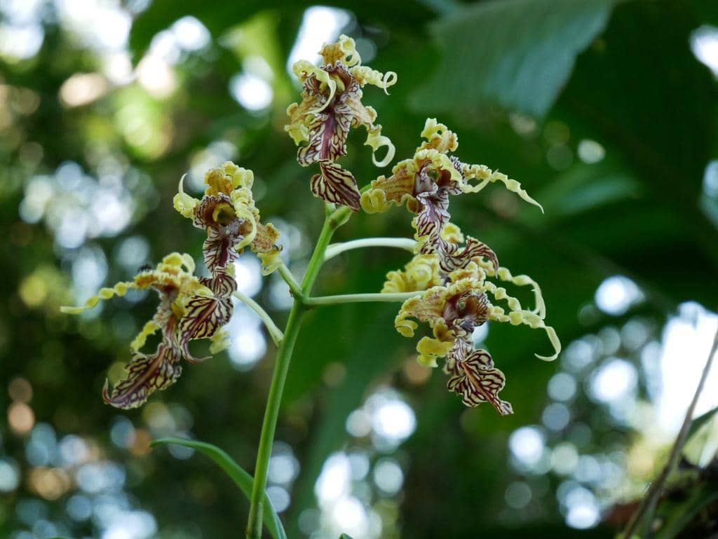 Bunga Dendrobium spectabile