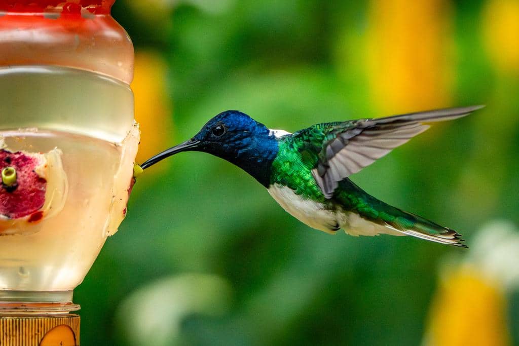 Burung White-necked jacobin
